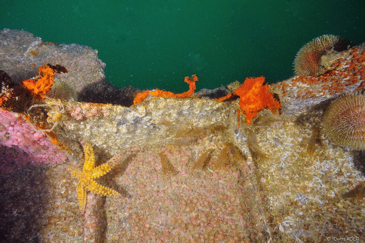 Marthasteria glacialis Palaemon serratus-Belle ile  Philippe Eric-3m-20160701-Denis-ADER-DSC_8445_tn.jpg